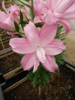 [4540 VH16 No02.JPG]